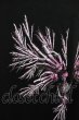画像4: BLACK VARIA / ツインスカルプリントTシャツ M ブラック T-24-05-15-003-BL-ts-YM-ZT408 (4)